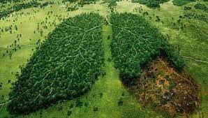அமேசான் மழைக்காடுகள் அழிவு இருமடங்காக அதிகரிப்பு | Deforestation in the  Brazilian Amazon rainforest doubled