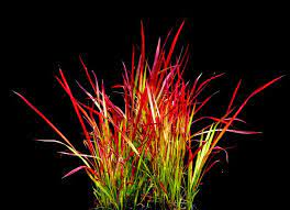 Imperata Cylindrica Red Baron Ornamental Grasses Short Ornamental Grasses Amazing Flowers