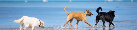 You'll find information on all of the dog friendly cabins, beach houses, cottages, and condos that are available for short and long term rentals here. Pet Friendly Coastal Joe Vacation Rentals