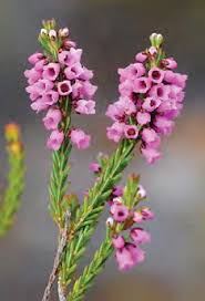 Image result for Hermbstaedtia linearis