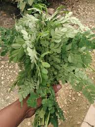 Daun kelor mengandung sifat yang dapat mengurangi timbulnya gangguan penglihatan berkat kandungan antioksidan yang tinggi. Manfaat Daun Kelor The Benefit Of Kelor Leaf Moringa Oleifera For Health Naturopathy Steemit