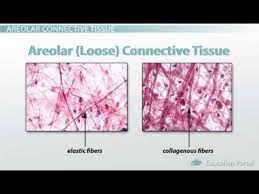 Loose connective tissue is the most common type of connective tissue in vertebrates. Adipose And Loose Connective Tissue Functions And Structure Video Lesson Transcript Youtube