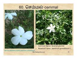 In tamil culture, flowers have a special place in households, temples, social gatherings, … flower names in tamil and english read more ». 99 Tamil Flowers