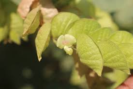 Image result for Flemingia strobilifera
