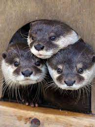 Cute Otter Family Lontras Fotografia De Animais Animais Fofos