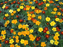 According to the georgia native plant society, georgia has 78 different types of native plants. Flowering Annuals For Georgia Gardens Uga Cooperative Extension
