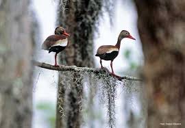 Check spelling or type a new query. Black Bellied Whistling Duck Types Of Ducks Geese