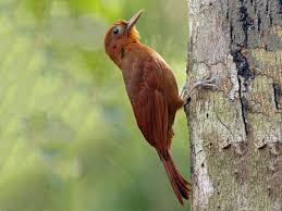 Image result for Hyparrhenia rudis