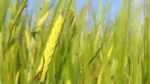 We did not find results for: Meditaciya Kolosya Pshenicy Meditation Spikelets Of Wheat Youtube