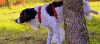 How to fertilize an avocado tree. Does Dog Pee Kill Grass How To Protect Your Lawn Abc Blog