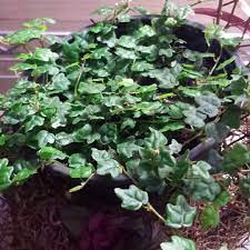 Check spelling or type a new query. Ficus Pumila Quercifolia Oak Leaf Ficus In Gardentags Plant Encyclopedia