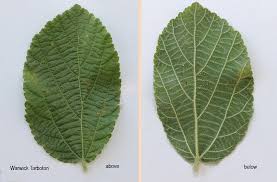 Image result for Grewia avellana