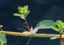Image result for Ludwigia adscendens