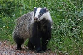Pin Von Jm Auf European Badger Saugetiere Wilde Tiere Waldtiere