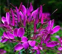 Image result for Cleome spinosa