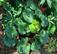 Maybe you would like to learn more about one of these? Perennials For Shady Gardens Zone 9