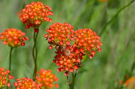 Image result for Gnidia