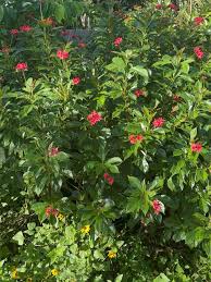 Image result for Jatropha seineri