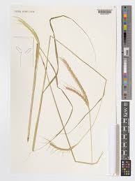 Image result for Urelytrum