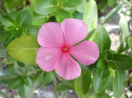 Funeral flowers philippines is the leading online flower delivery shop. Tsitsirika Tagalog To English Dictionary Online