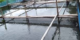 Budidaya Lele Di Keramba Jaring Apung Sangkutifarm Com