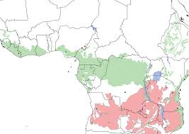 Image result for Brachystegia michelmorei