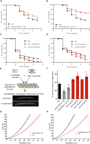 Chi fitness is not obliged to replace redeem before: Natural Infection Of C Elegans By An Oomycete Reveals A New Pathogen Specific Immune Response Current Biology