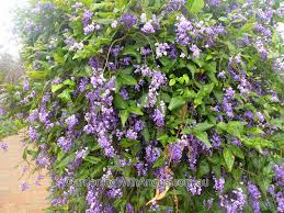 Image result for Hardenbergia comptoniana
