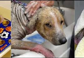 Comments on the ohs facebook. Ohs Launches Adoption Campaign For Bear S Buddies Katu