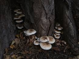 Maybe you would like to learn more about one of these? Poplar Mushroom