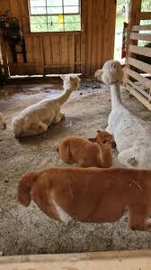 Alpaca ranch Slovenia - a trip in the company of adorable alpacas -  Travel&LIVe