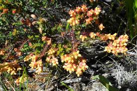 Image result for Penaeaceae