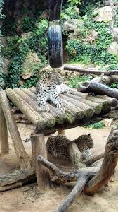 בביקורכם בגן החיות גם אתם תומכים במטרה חשובה זו. Tisch Family Zoological Gardens Biblical Zoo Picture Of Tisch Family Zoological Gardens Biblical Zoo Jerusalem Tripadvisor