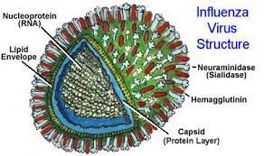 These viruses infect birds and virologists — scientists who focus on viral diseases — have also found the virus in pigs, cats, dogs, and beech martens, as well as leopards and tigers in. Structure Of Human Influenza Virus Swine Flu Bird Flu Virus Infections