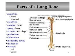 The bones mentioned in each human skeleton chart are: Skeletal System Pictures
