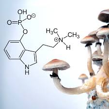 Image result for Psilocybin
