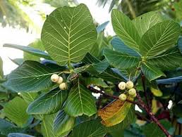 Image result for Guettarda