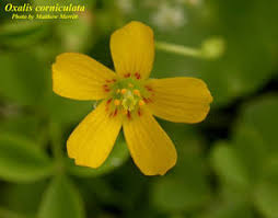 Image result for Oxalis corniculata