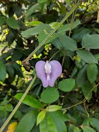 Image result for Centrosema