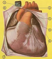 Image result for Pericardium