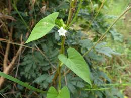 Image result for Ipomoea plebeia