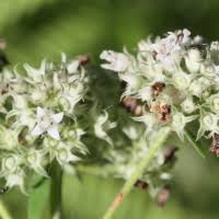 Image result for Agathisanthemum