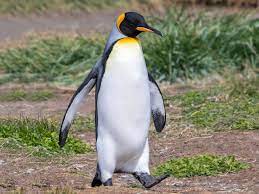 King penguin's orange feathers on the sides of their head are colorful and brighter. King Penguin Ebird