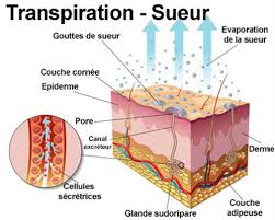 La diplopie est caractérisée par le fait de voir double. Hyperhydrose Symptomes Traitement Definition Docteurclic Com