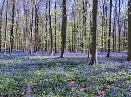 The hallerbos (dutch for halle forest) is a forest in belgium, covering an area of 552 ha (1,360 acres). Visiting The Bluebell Forest Hallerbos Belgium Merry Go Round Slowly