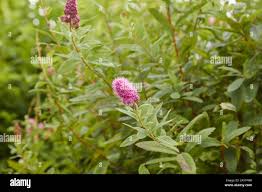 Image result for Spiraea billardii