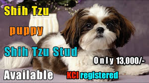 8 weeks old teacup shih tzu puppy and currently waiting for her forever loving family to make her theirs today. Shih Tzu Puppy For Sale In Delhi Shih Tzu Stud Male Available Youtube