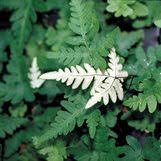 Image result for Cheilanthes perlanata