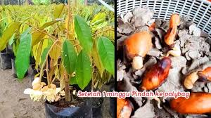 Durian montong merupakan salah satu jenis durian paling populer di dunia. 4 Cara Menanam Durian Dari Bibit Buah Durian Monthong Thailand Menanam Benih Perubahan Warna Kulit