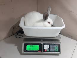 Not only does its delicate flavor pair well with fruits and sauces, but rabbit is also one of the healthiest meats you can eat. How To Sell Rabbits On Facebook Kc S Tiny Urban Farm Formerly Penryn Rabbit Farm